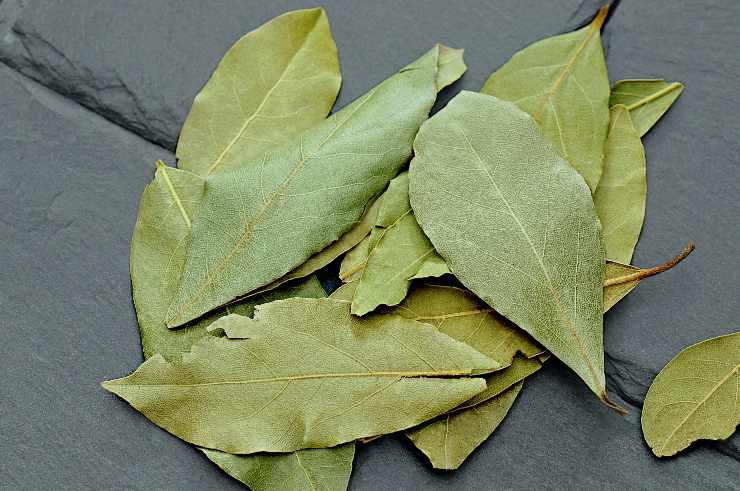 foglie alloro dove metterle in casa fortuna